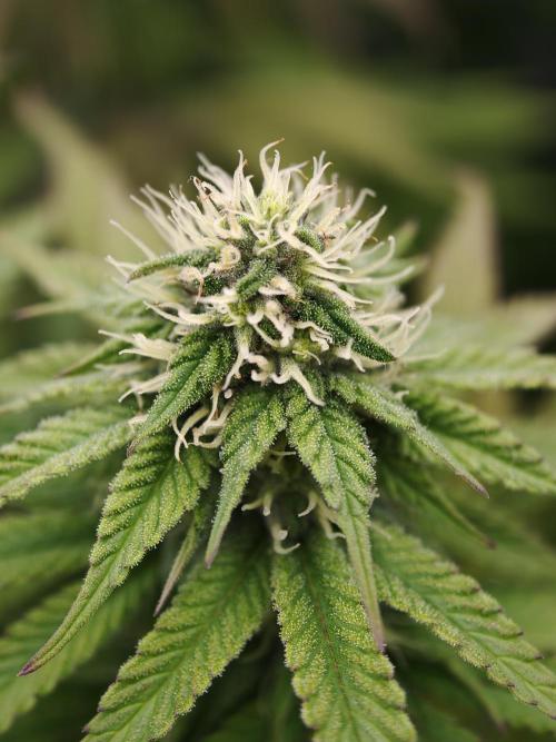 Zingatsu OSS. Week 9