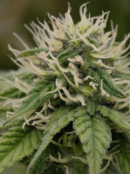 Zingatsu OSS. Week 9