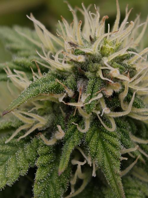 Zingatsu OSS. Week 9