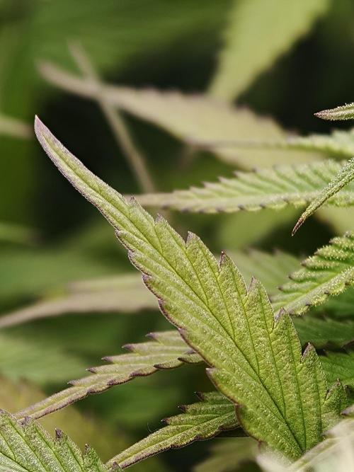 Zingatsu OSS. Week 9