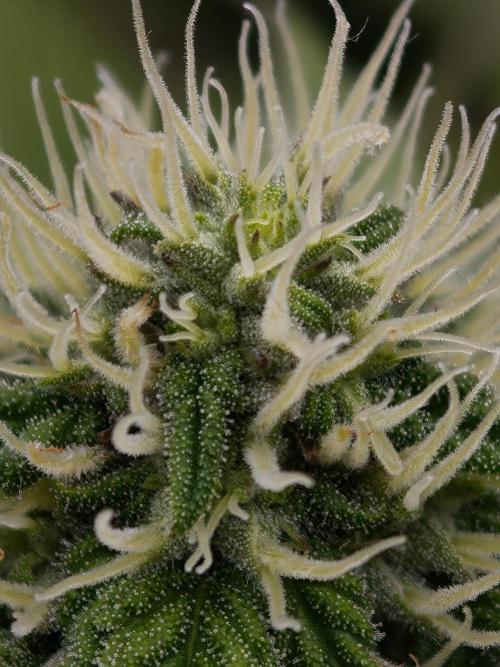 Zingatsu OSS. Week 9