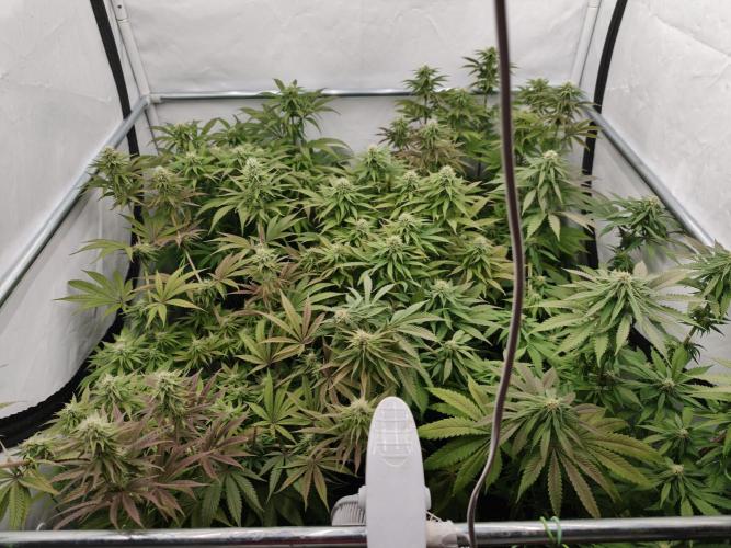 Banana Fumes OSS. Week 8