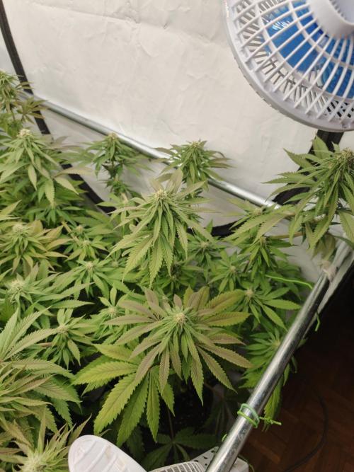 Banana Fumes OSS. Week 8