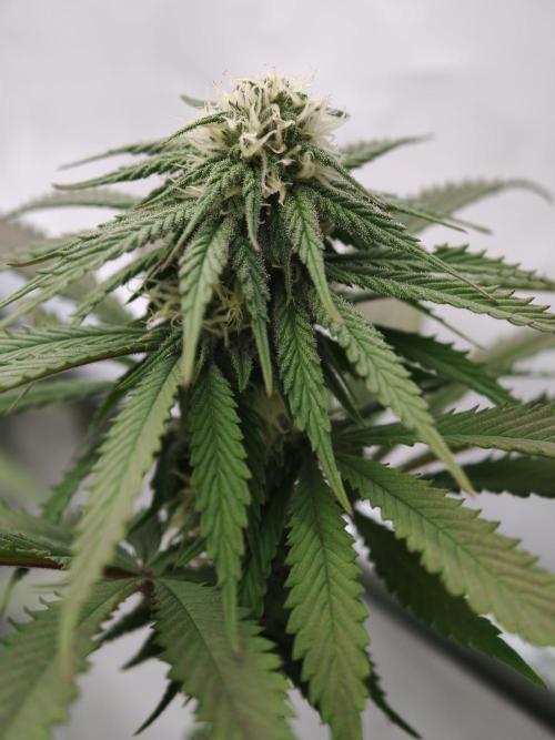 Banana Fumes OSS. Week 8