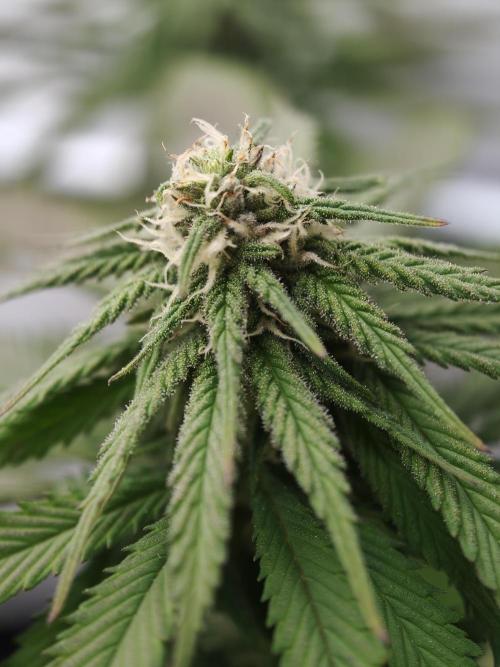 Banana Fumes OSS. Week 8