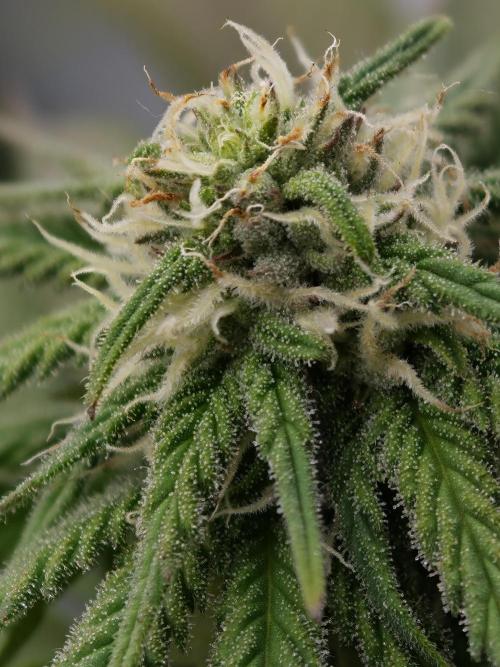 Banana Fumes OSS. Week 8