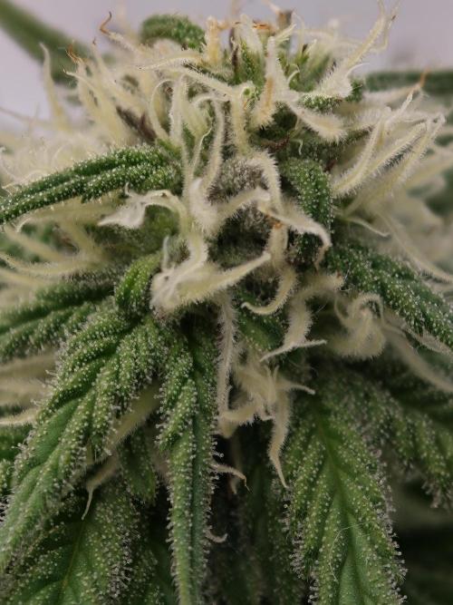 Banana Fumes OSS. Week 8