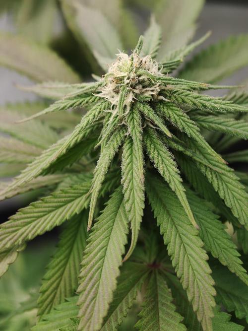 Banana Fumes OSS. Week 8