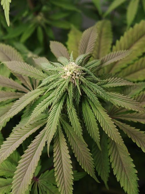 Banana Fumes OSS. Week 8