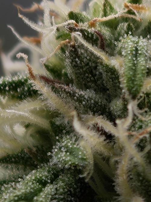 Banana Fumes OSS. Week 8