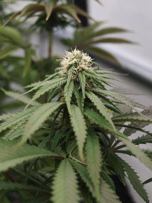 Banana Fumes OSS. Week 8