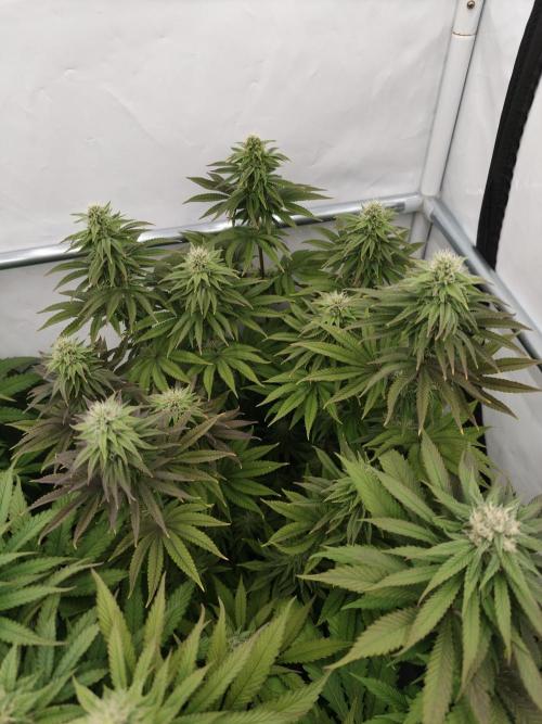 Polar Gelato SS. Week 10