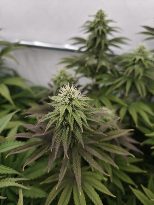 Polar Gelato SS. Week 10