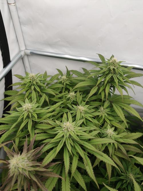 Papaya Stank OSS. Week 10