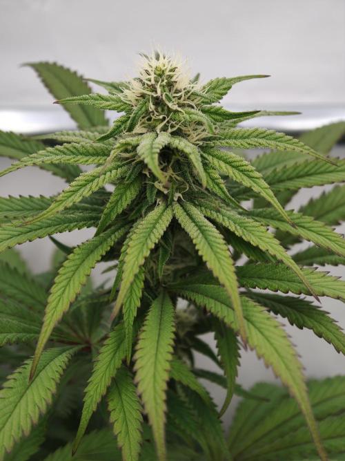 Papaya Stank OSS. Week 10