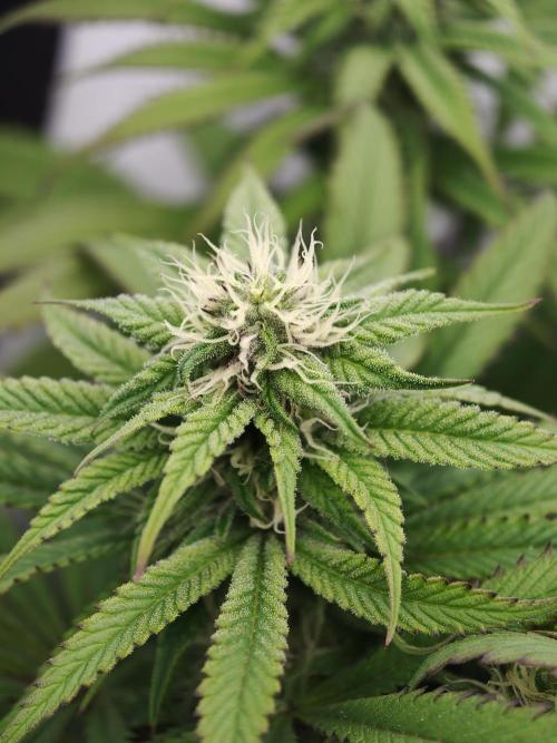 Papaya Stank OSS. Week 10