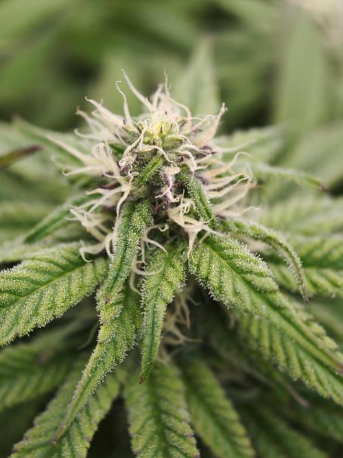 Papaya Stank OSS. Week 10