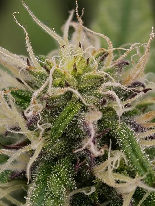 Papaya Stank OSS. Week 10