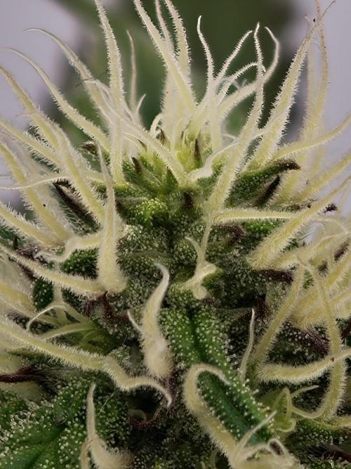 Papaya Stank OSS. Week 10