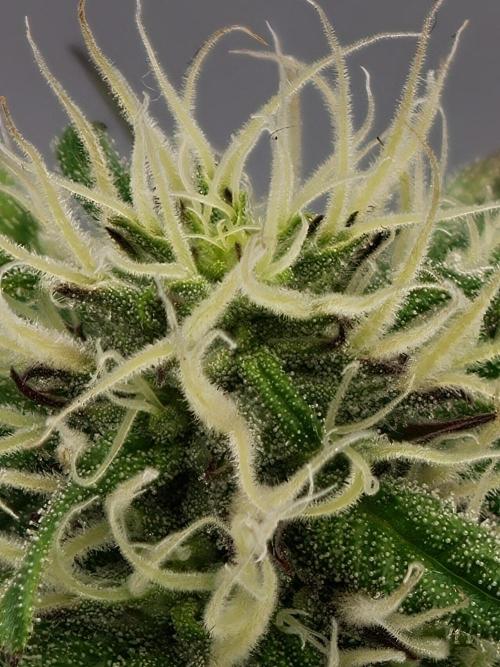 Papaya Stank OSS. Week 10