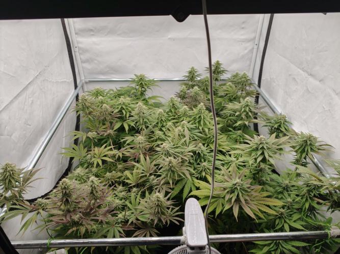 Purple Overload OSS. Week 10