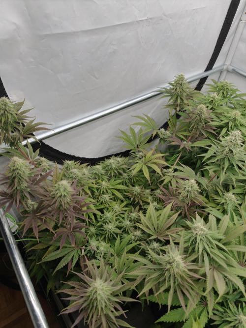 Purple Overload OSS. Week 10