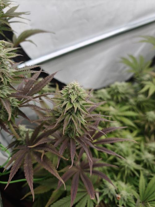 Purple Overload OSS. Week 10