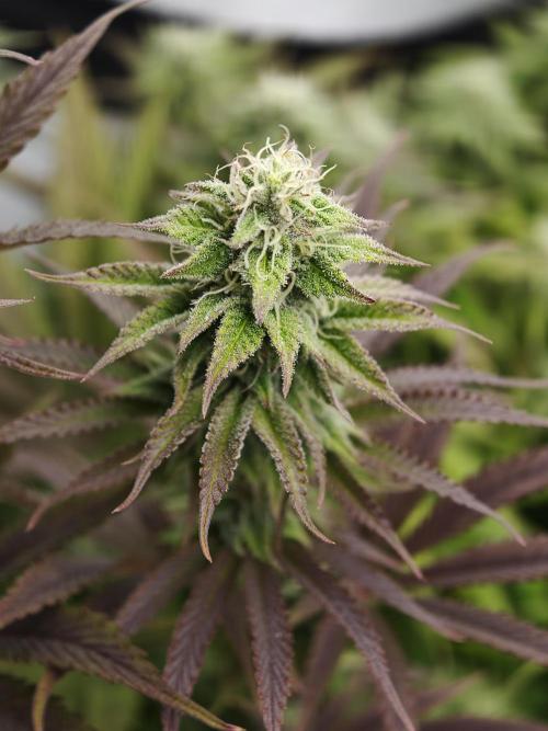 Purple Overload OSS. Week 10