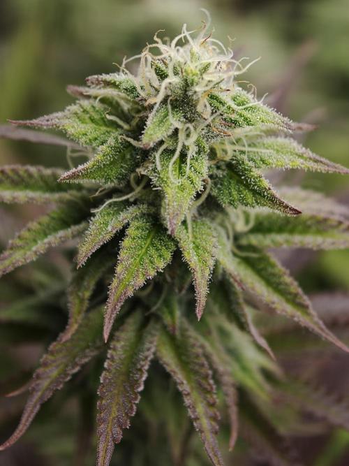 Purple Overload OSS. Week 10