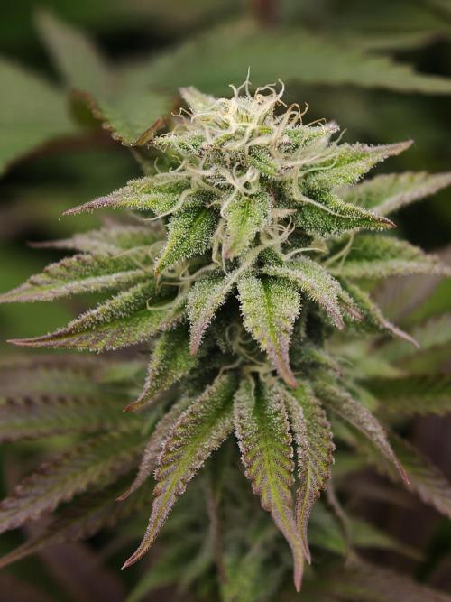 Purple Overload OSS. Week 10