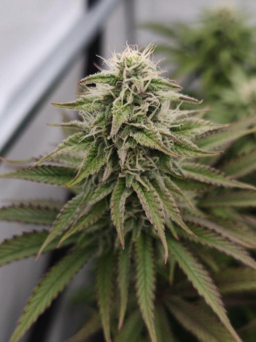 Purple Overload OSS. Week 10