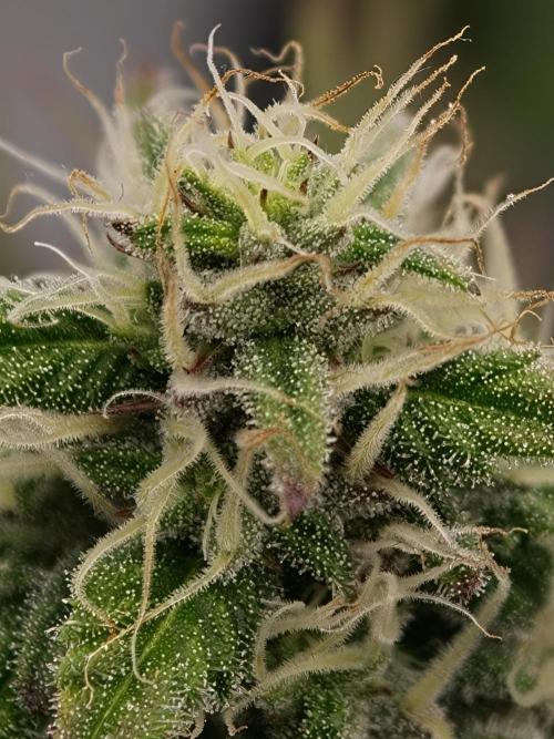 Purple Overload OSS. Week 10