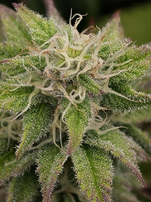 Purple Overload OSS. Week 10