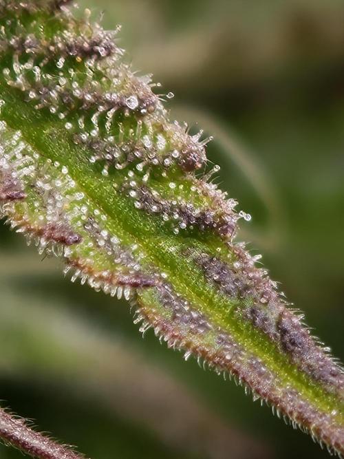 Purple Overload OSS. Week 10