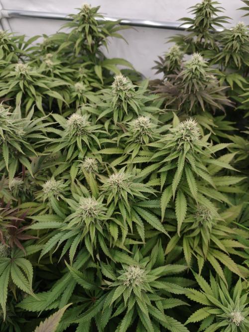 Zingatsu OSS. Week 10