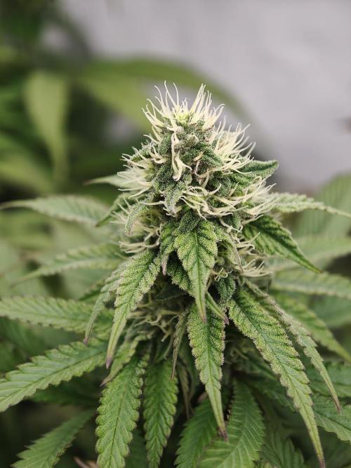 Zingatsu OSS. Week 10