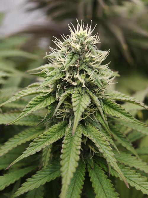 Zingatsu OSS. Week 10