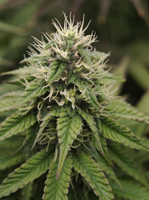 Zingatsu OSS. Week 10