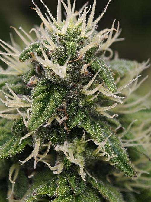 Zingatsu OSS. Week 10