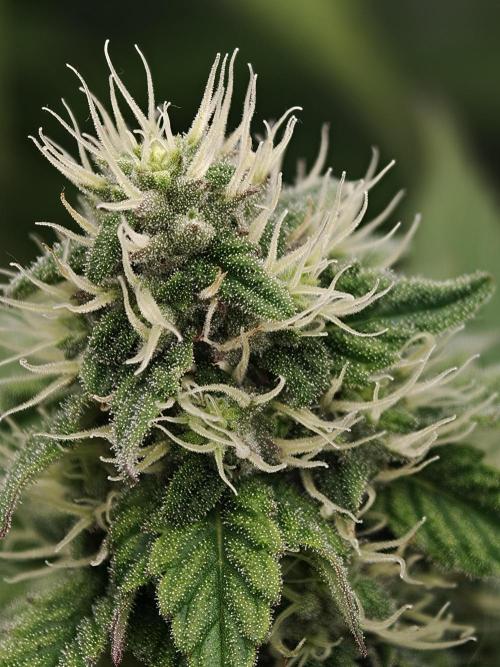 Zingatsu OSS. Week 10