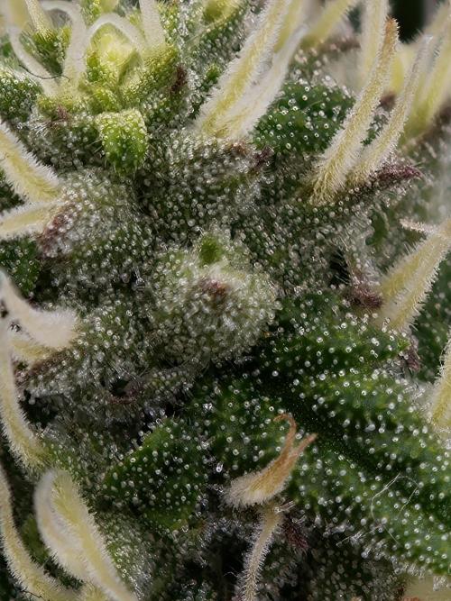 Zingatsu OSS. Week 10