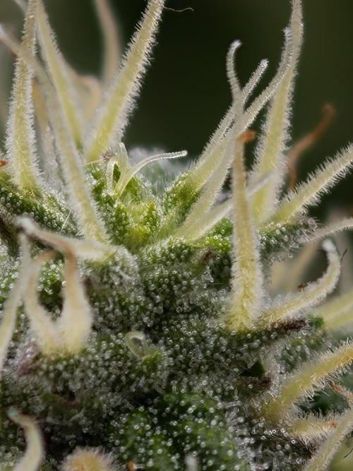 Zingatsu OSS. Week 10