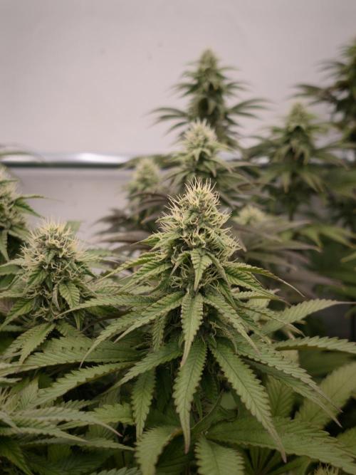 Zingatsu OSS. Week 10