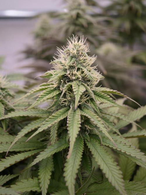 Zingatsu OSS. Week 10