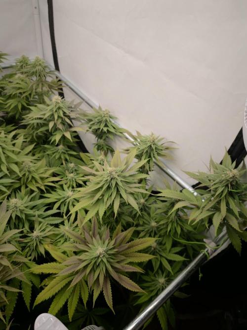 Banana Fumes OSS. Week 9