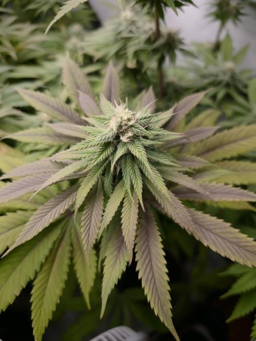 Banana Fumes OSS. Week 9