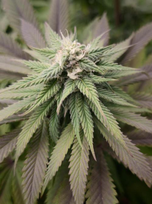 Banana Fumes OSS. Week 9