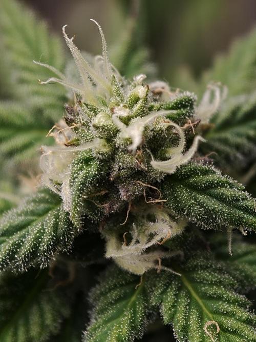 Banana Fumes OSS. Week 9