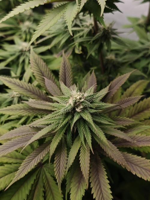 Banana Fumes OSS. Week 9