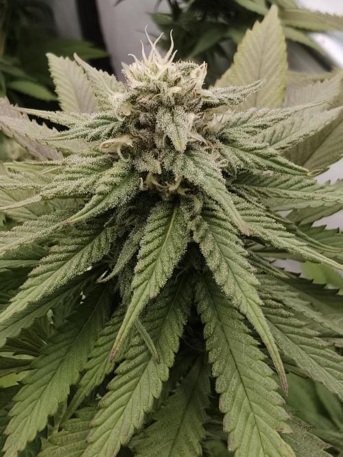 Banana Fumes OSS. Week 9